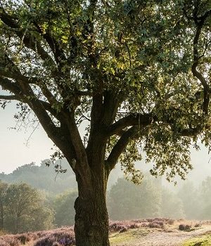 Heb ik een burn-out Ontwikkeladvies Nijmegen Arnhem